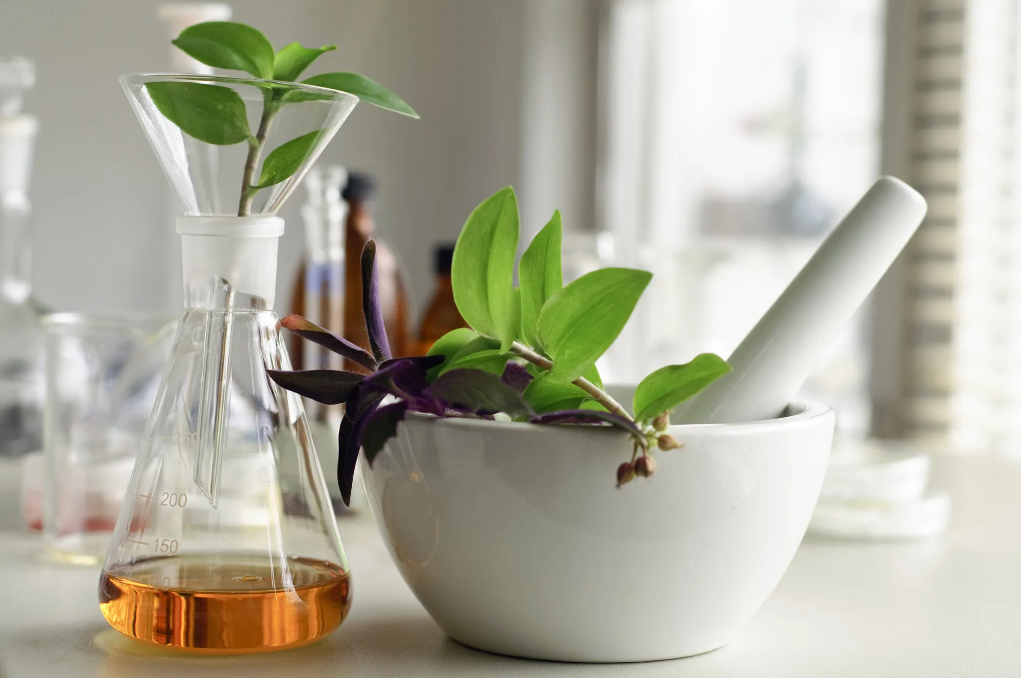 Plantes médicinales dans un mortier, à côté d'une fiole de teinture